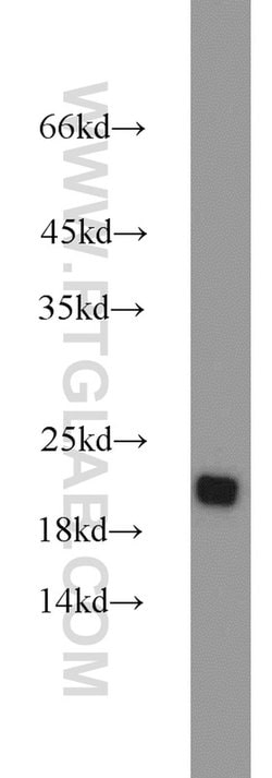 RGS10 Rabbit anti-Human, Mouse, Polyclonal, Proteintech:Antibodies:Primary