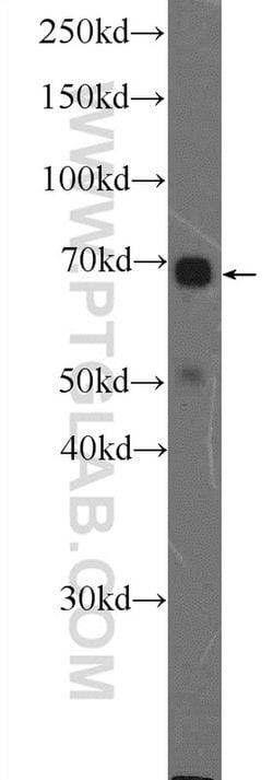 MAPK7 Rabbit anti-Human, Mouse, Rat, Polyclonal, Proteintech:Antibodies:Primary