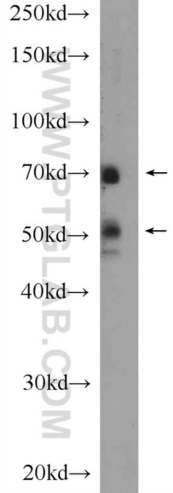 Proteintech MAPK7 Rabbit anti-Human, Mouse, Rat, Polyclonal, Proteintech