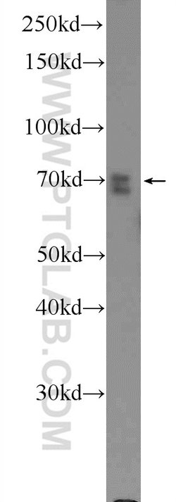MAPK7 Rabbit anti-Human, Mouse, Rat, Polyclonal, Proteintech:Antibodies:Primary