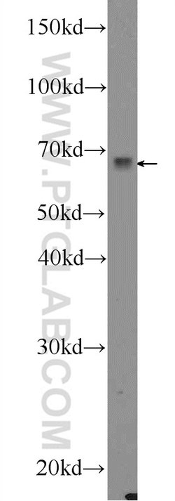 MAPK7 Rabbit anti-Human, Mouse, Rat, Polyclonal, Proteintech:Antibodies:Primary