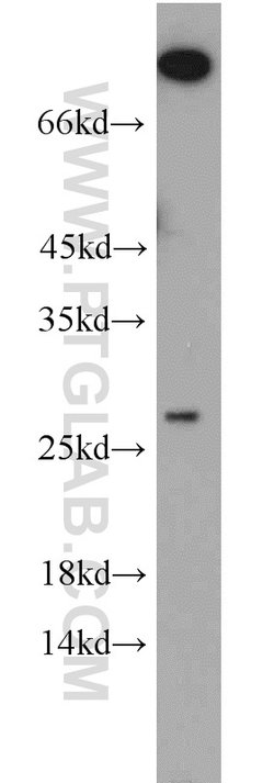 PCTP Rabbit anti-Human, Polyclonal, Proteintech 150 &mu;L; Unconjugated:Antibodies,