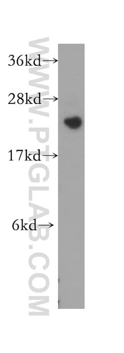 PCTP Rabbit anti-Human, Polyclonal, Proteintech 150 &mu;L; Unconjugated:Antibodies,