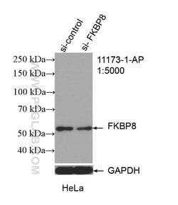 FKBP8 Rabbit anti-Human, Mouse, Polyclonal, Proteintech 20 &mu;L; Unconjugated 