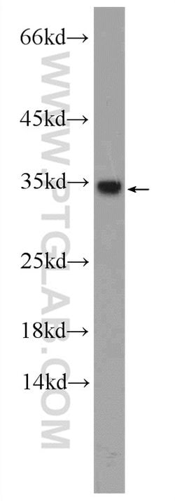 HNRNPA1 Rabbit anti-Human, Mouse, Porcine, Polyclonal, Proteintech:Antibodies:Primary