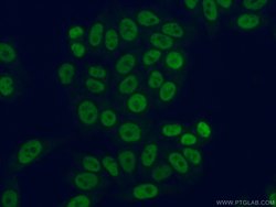 HNRNPA1 Rabbit anti-Human, Mouse, Porcine, Polyclonal, Proteintech:Antibodies:Primary
