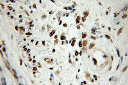 HNRNPA1 Rabbit anti-Human, Mouse, Porcine, Polyclonal, Proteintech:Antibodies:Primary