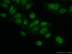 PCNP Rabbit anti-Human, Mouse, Rat, Polyclonal, Proteintech:Antibodies:Primary