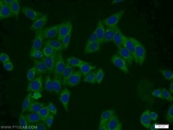 PMF1 Rabbit anti-Human, Mouse, Polyclonal, Proteintech:Antibodies:Primary