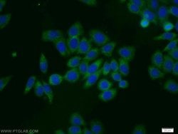 EIF1AY Rabbit anti-Human, Polyclonal, Proteintech 150 &mu;L; Unconjugated:Antibodies,