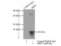 SRP9 Rabbit anti-Human, Mouse, Rat, Polyclonal, Proteintech 20 &mu;L | Buy Online | Proteintech | Fisher Scientific