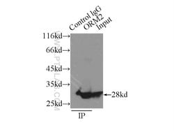 ORM2 Rabbit anti-Human, Mouse, Polyclonal, Proteintech 150 &mu;L; Unconjugated:Antibodies,