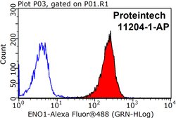ENO1 Rabbit anti-Human, Mouse, Rat, Polyclonal, Proteintech:Antibodies:Primary