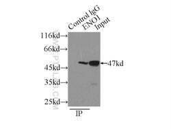 ENO1 Rabbit anti-Human, Mouse, Rat, Polyclonal, Proteintech:Antibodies:Primary