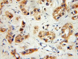 PVRL3/Nectin 3 Rabbit anti-Human, Mouse, Rat, Polyclonal, Proteintech 150