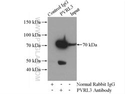 PVRL3/Nectin 3 Rabbit anti-Human, Mouse, Rat, Polyclonal, Proteintech 150