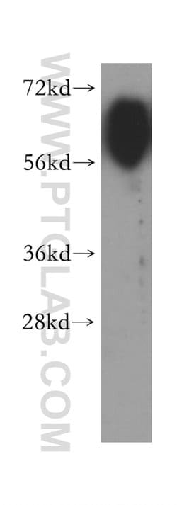PVRL3/Nectin 3 Rabbit anti-Human, Mouse, Rat, Polyclonal, Proteintech 150