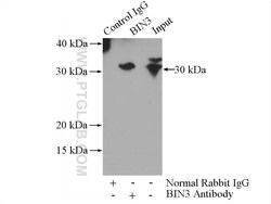 BIN3 Rabbit anti-Human, Mouse, Rat, Polyclonal, Proteintech:Antibodies:Primary