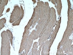 ALDOA Rabbit anti-Human, Mouse, Rat, Polyclonal, Proteintech