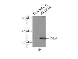 ALDOA Rabbit anti-Human, Mouse, Rat, Polyclonal, Proteintech 150 &mu;L;