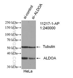 ALDOA Rabbit anti-Human, Mouse, Rat, Polyclonal, Proteintech 150 &mu;L;