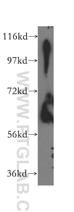 ILVBL Rabbit anti-Human, Mouse, Rat, Polyclonal, Proteintech:Antibodies:Primary
