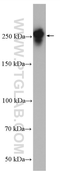 MAP4 Rabbit anti-Human, Mouse, Rat, Polyclonal, Proteintech:Anticuerpos:Anticuerpos