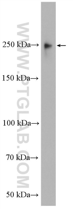 MAP4 Rabbit anti-Human, Mouse, Rat, Polyclonal, Proteintech:Anticuerpos:Anticuerpos