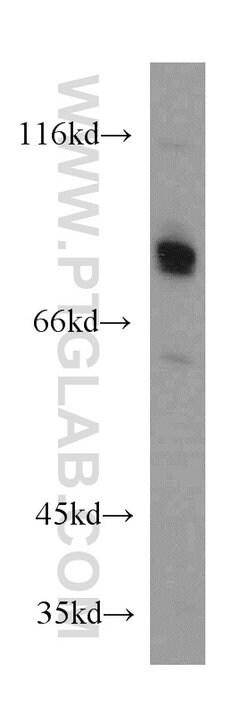 CREB3L1/OASIS Rabbit anti-Human, Mouse, Rat, Polyclonal, Proteintech:Antibodies:Primary
