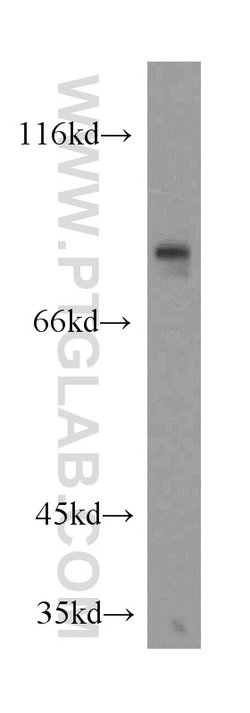 CREB3L1/OASIS Rabbit anti-Human, Mouse, Rat, Polyclonal, Proteintech:Antibodies:Primary