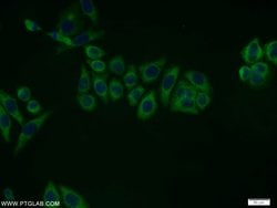 ERK1/2 Rabbit anti-Human, Mouse, Polyclonal, Proteintech 20 &mu;L; Unconjugated:Anticuerpos