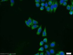 ERK1/2 Rabbit anti-Human, Mouse, Polyclonal, Proteintech 20 &mu;L; Unconjugated:Anticuerpos