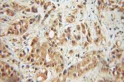 ERK1/2 Rabbit anti-Human, Mouse, Polyclonal, Proteintech 20 &mu;L; Unconjugated:Anticuerpos