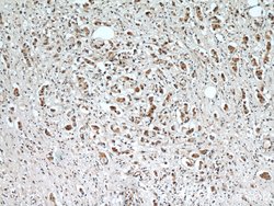 ERK1/2 Rabbit anti-Human, Mouse, Polyclonal, Proteintech 20 &mu;L; Unconjugated:Anticuerpos