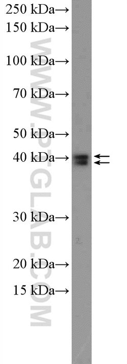 ERK1/2 Rabbit anti-Human, Mouse, Polyclonal, Proteintech 20 &mu;L; Unconjugated:Anticuerpos