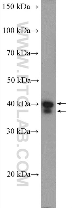 ERK1/2 Rabbit anti-Human, Mouse, Polyclonal, Proteintech 20 &mu;L; Unconjugated:Anticuerpos