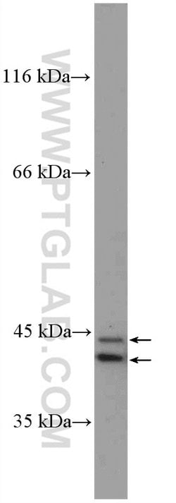 ERK1/2 Rabbit anti-Human, Mouse, Polyclonal, Proteintech 20 &mu;L; Unconjugated:Anticuerpos