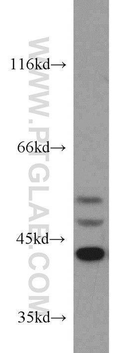 ERK1/2 Rabbit anti-Human, Mouse, Polyclonal, Proteintech 20 &mu;L; Unconjugated:Anticuerpos