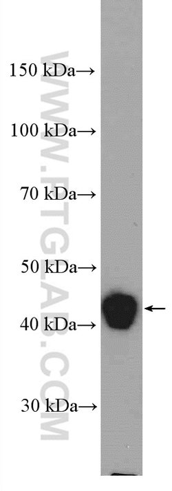 ERK1/2 Rabbit anti-Human, Mouse, Polyclonal, Proteintech 20 &mu;L; Unconjugated:Anticuerpos
