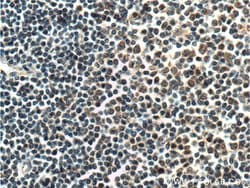 HAX1 Rabbit anti-Human, Mouse, Polyclonal, Proteintech 150 &mu;L; Unconjugated:Antibodies,