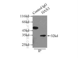 HAX1 Rabbit anti-Human, Mouse, Polyclonal, Proteintech 150 &mu;L; Unconjugated:Antibodies,
