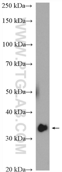HAX1 Rabbit anti-Human, Mouse, Polyclonal, Proteintech 150 &mu;L; Unconjugated:Antibodies,