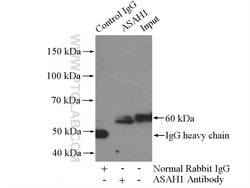 ASAH1 Rabbit anti-Human, Mouse, Rat, Polyclonal, Proteintech