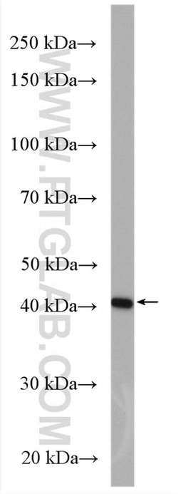 CREB3 Rabbit anti-Human, Polyclonal, Proteintech 20 &mu;L; Unconjugated:Antibodies,