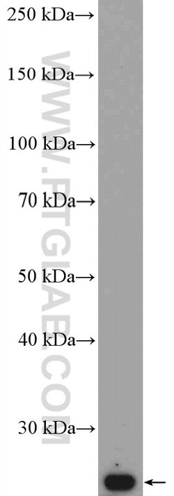 Tom22 Rabbit anti-Human, Mouse, Rat, Polyclonal, Proteintech:Antibodies:Primary