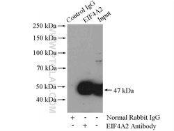 EIF4A2 Rabbit anti-Human, Mouse, Rat, Polyclonal, Proteintech:Antibodies:Primary