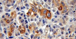 TMPRSS4 Rabbit anti-Human, Rat, Polyclonal, Proteintech 150 &mu;L; Unconjugated:Antibodies,
