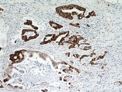 TMPRSS4 Rabbit anti-Human, Rat, Polyclonal, Proteintech 150 &mu;L; Unconjugated:Antibodies,
