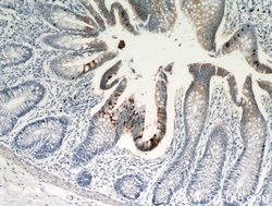 TMPRSS4 Rabbit anti-Human, Rat, Polyclonal, Proteintech 150 &mu;L; Unconjugated:Antibodies,