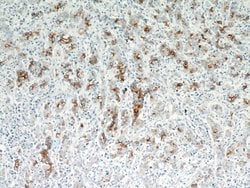 TMPRSS4 Rabbit anti-Human, Rat, Polyclonal, Proteintech 150 &mu;L; Unconjugated:Antibodies,
